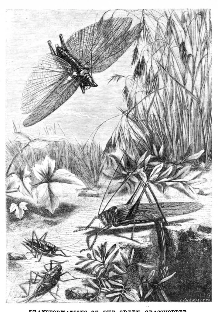 An illustration from Scientific American, Vol. 23, No. 8 (August 1870), 1870, leaf 3