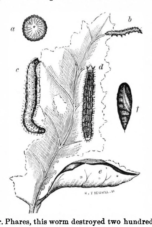 An illustration from Scientific American, Vol. 24, No. 19 (May 1871), 1871, leaf 3
