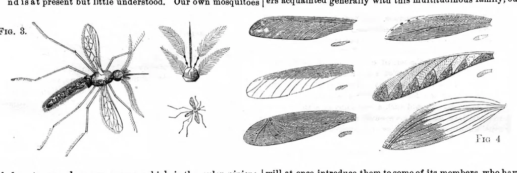An illustration from Scientific American, Vol. 27, No. 2 (July 1872), 1872, leaf 3