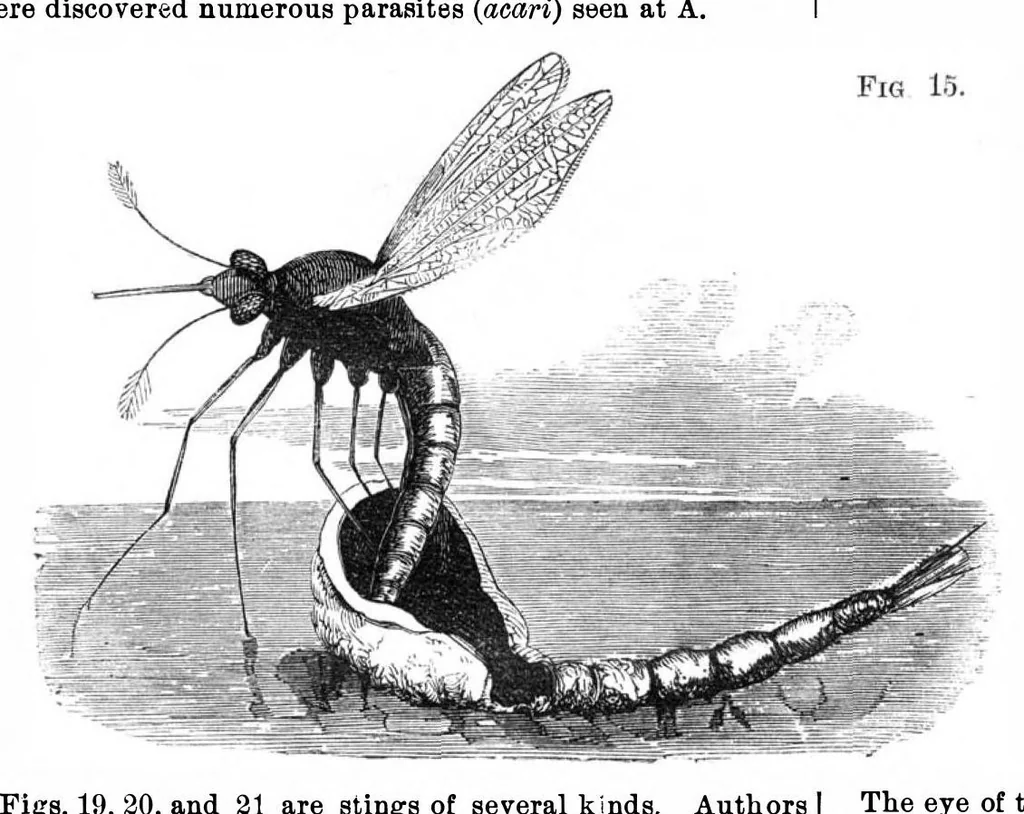An illustration from Scientific American, Vol. 27, No. 2 (July 1872), 1872, leaf 4