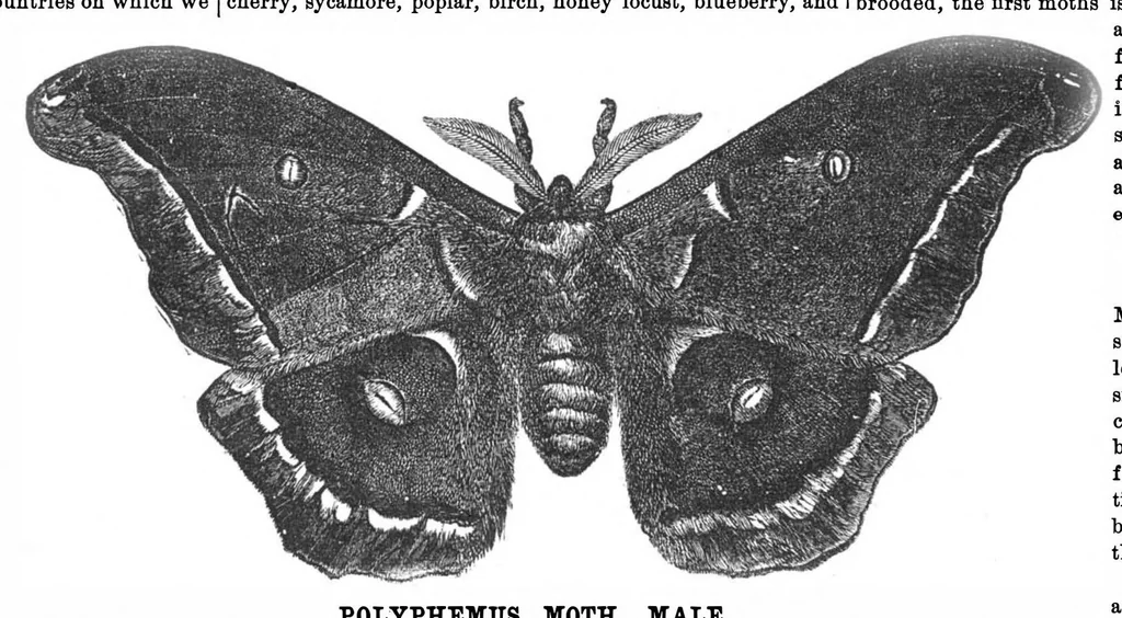 An illustration from Scientific American, Vol. 27, No. 7 (August 1872), 1872, leaf 3