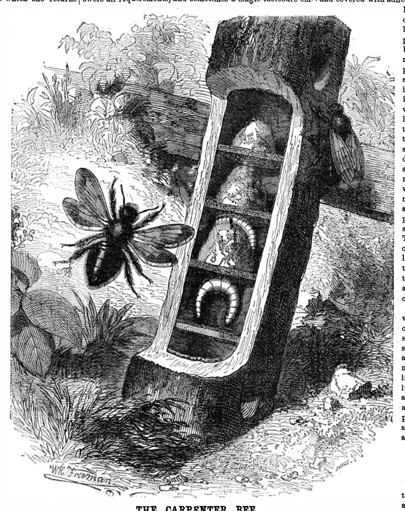 An illustration from Scientific American, Vol. 27, No. 11 (September 1872), 1872, leaf 4