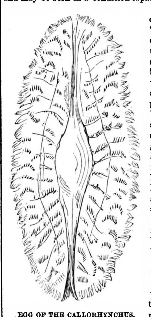 An illustration from Scientific American, Vol. 28, No. 20 (May 1873), 1873, leaf 4