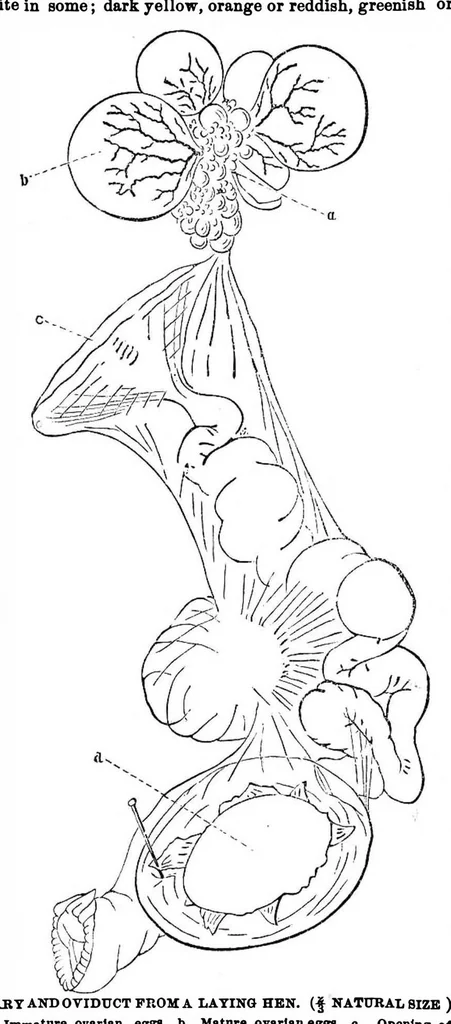 An illustration from Scientific American, Vol. 28, No. 22 (May 1873), 1873, leaf 5
