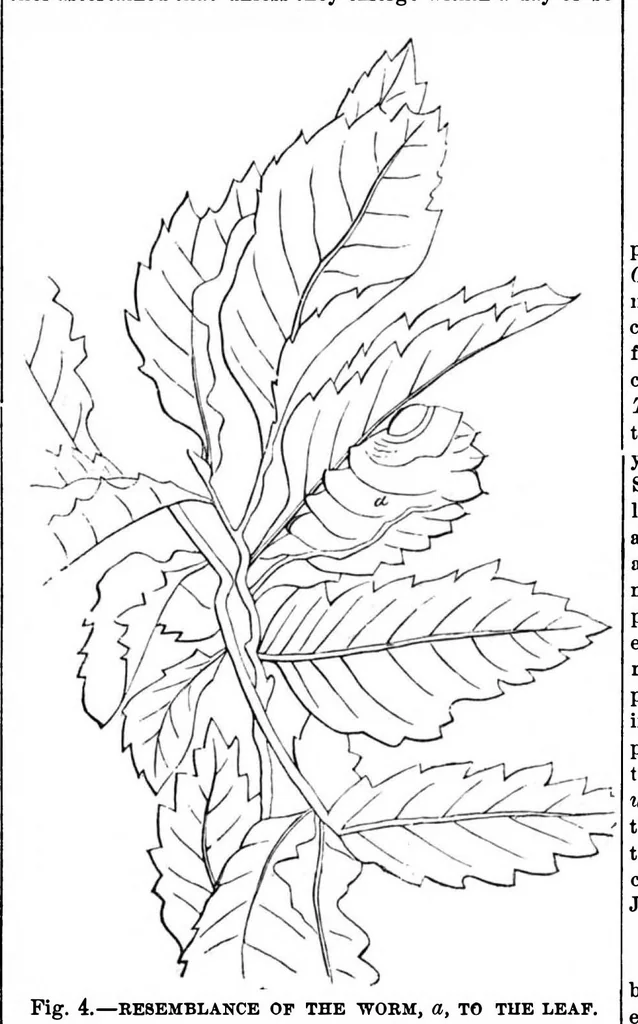 An illustration from Scientific American, Vol. 28, No. 25 (June 1873), 1873, leaf 3