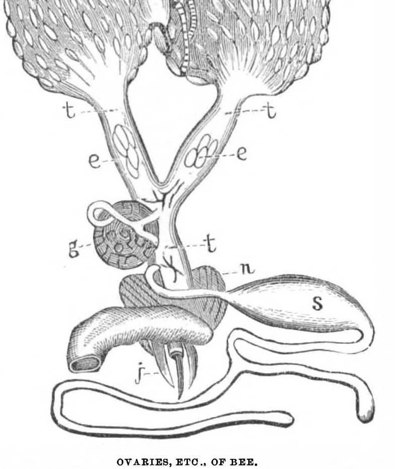 An illustration from Scientific American, Vol. 29, No. 1 (July 1873), 1873, leaf 4