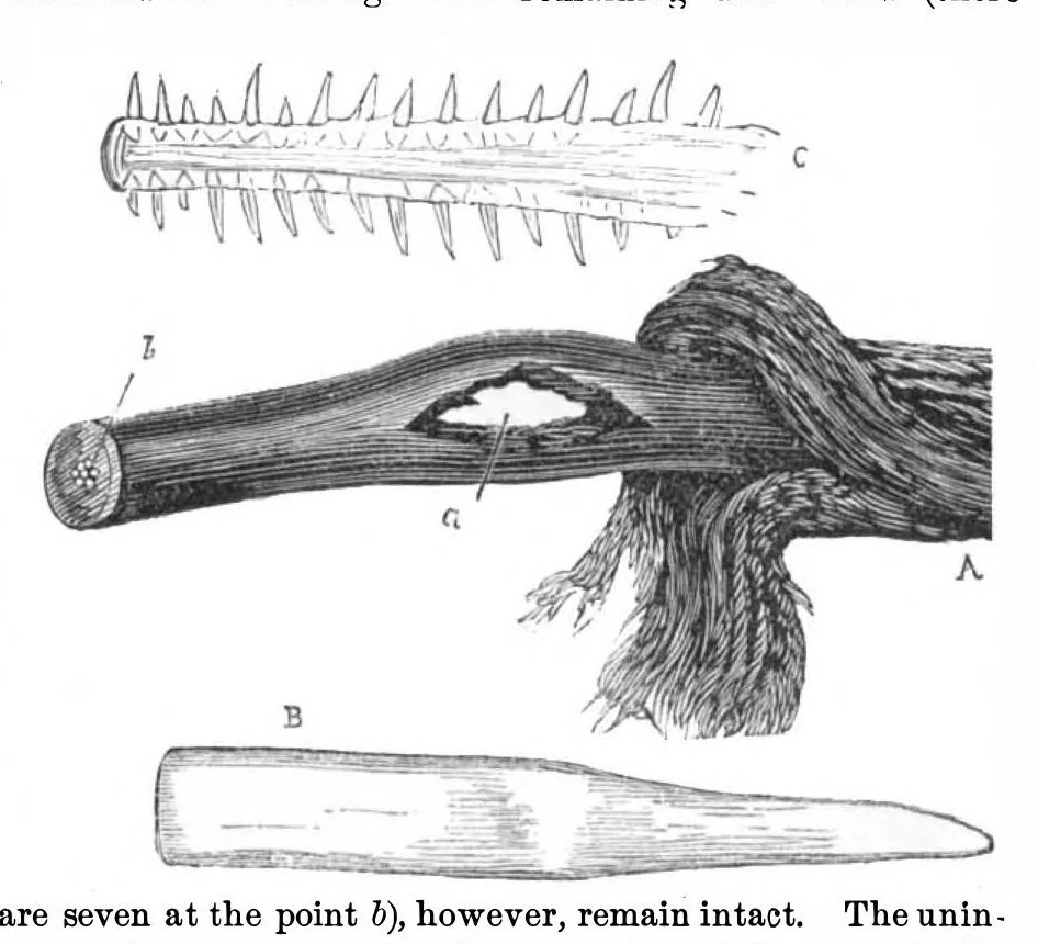An illustration from Scientific American, Vol. 29, No. 3 (July 1873), 1873, leaf 3