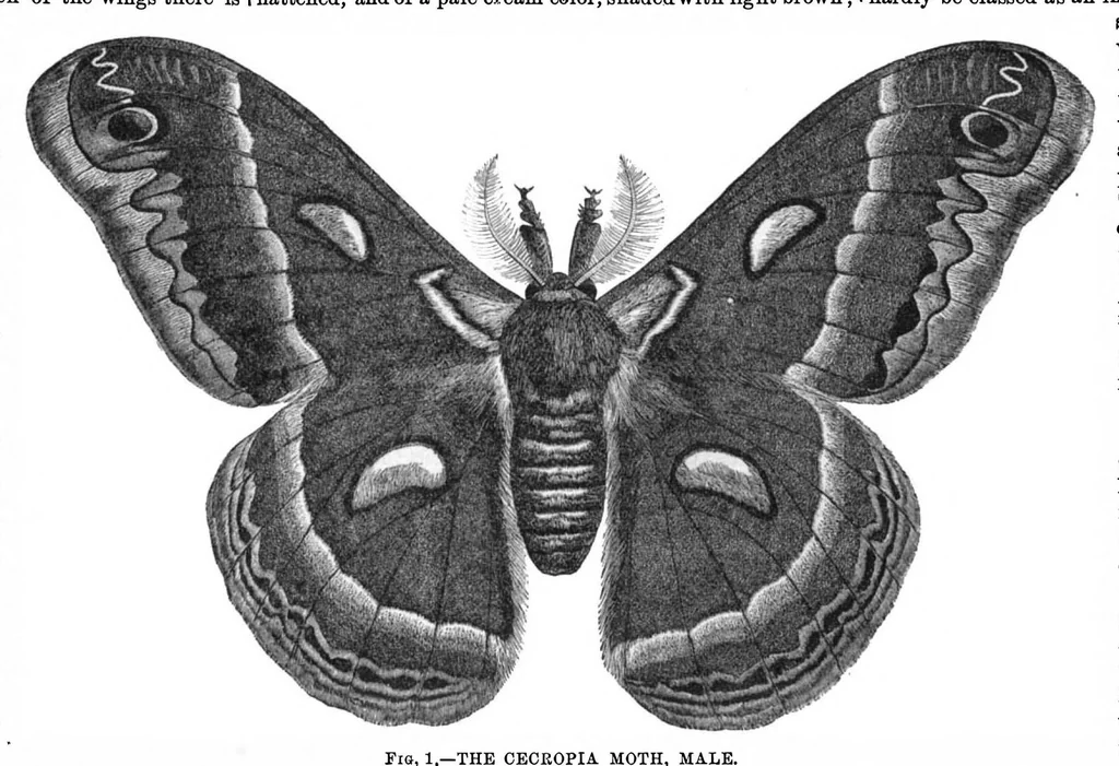 An illustration from Scientific American, Vol. 29, No. 6 (August 1873), 1873, leaf 8