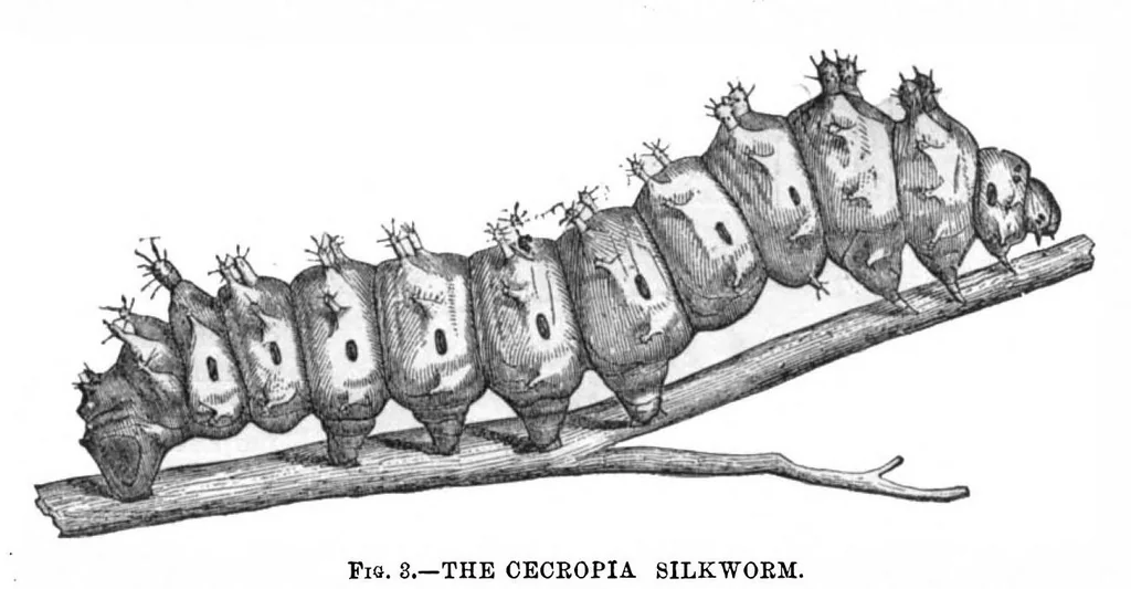 An illustration from Scientific American, Vol. 29, No. 6 (August 1873), 1873, leaf 8
