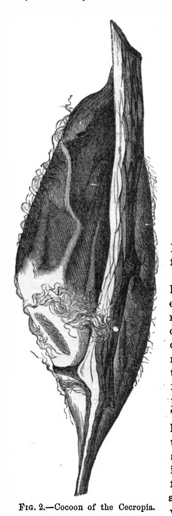 An illustration from Scientific American, Vol. 29, No. 6 (August 1873), 1873, leaf 8