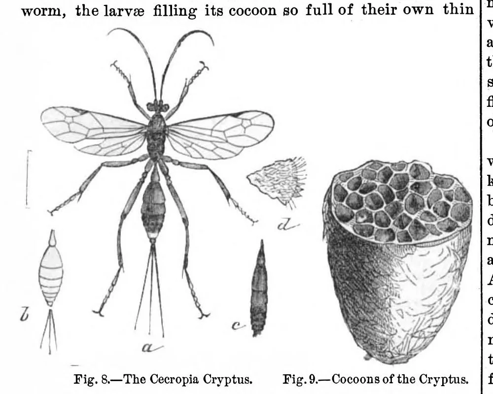 An illustration from Scientific American, Vol. 29, No. 6 (August 1873), 1873, leaf 9