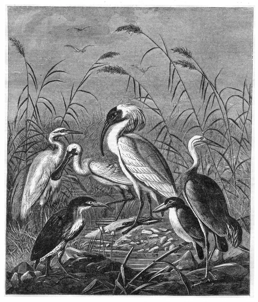An illustration from Scientific American, Vol. 29, No. 7 (August 1873), 1873, leaf 8