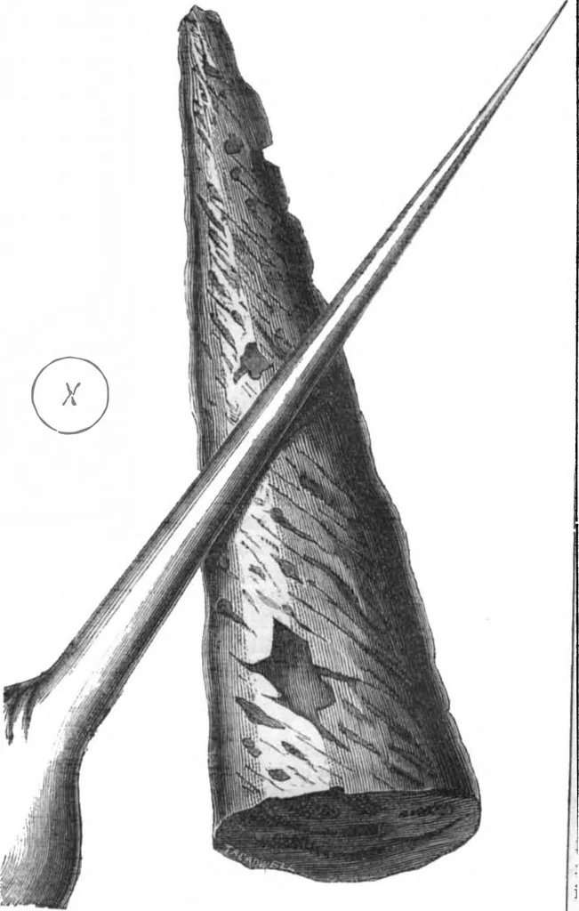 An illustration from Scientific American, Vol. 29, No. 9 (August 1873), 1873, leaf 4