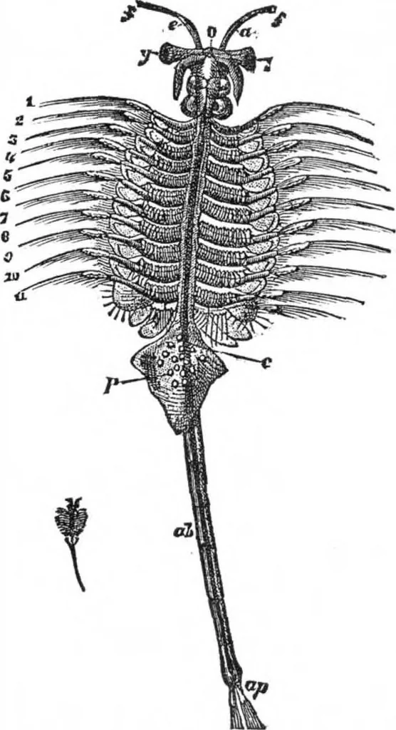 An illustration from Scientific American, Vol. 29, No. 21 (November 1873), 1873, leaf 3
