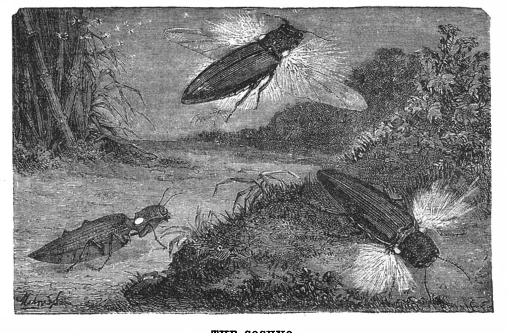 An illustration from Scientific American, Vol. 29, No. 24 (December 1873), 1873, leaf 8