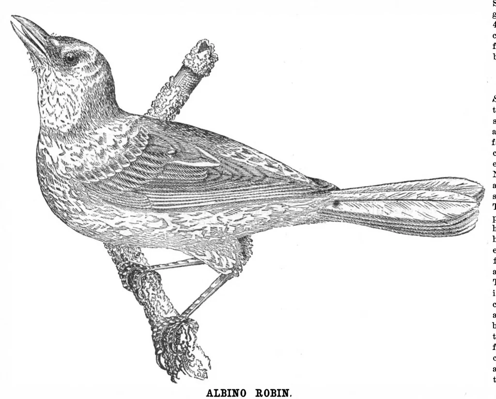 An illustration from Scientific American, Vol. 29, No. 25 (December 1873), 1873, leaf 3