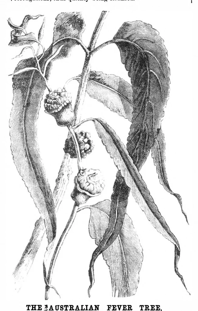 An illustration from Scientific American, Vol. 30, No. 7 (February 1874), 1874, leaf 8