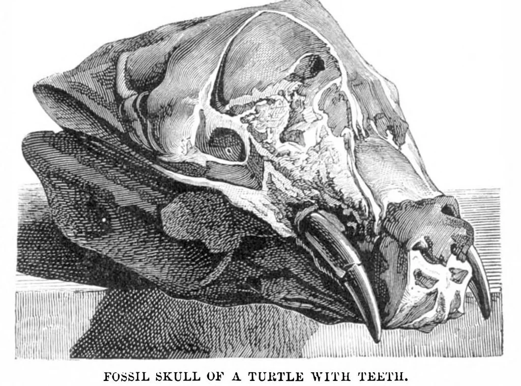 An illustration from Scientific American, Vol. 30, No. 8 (February 1874), 1874, leaf 3
