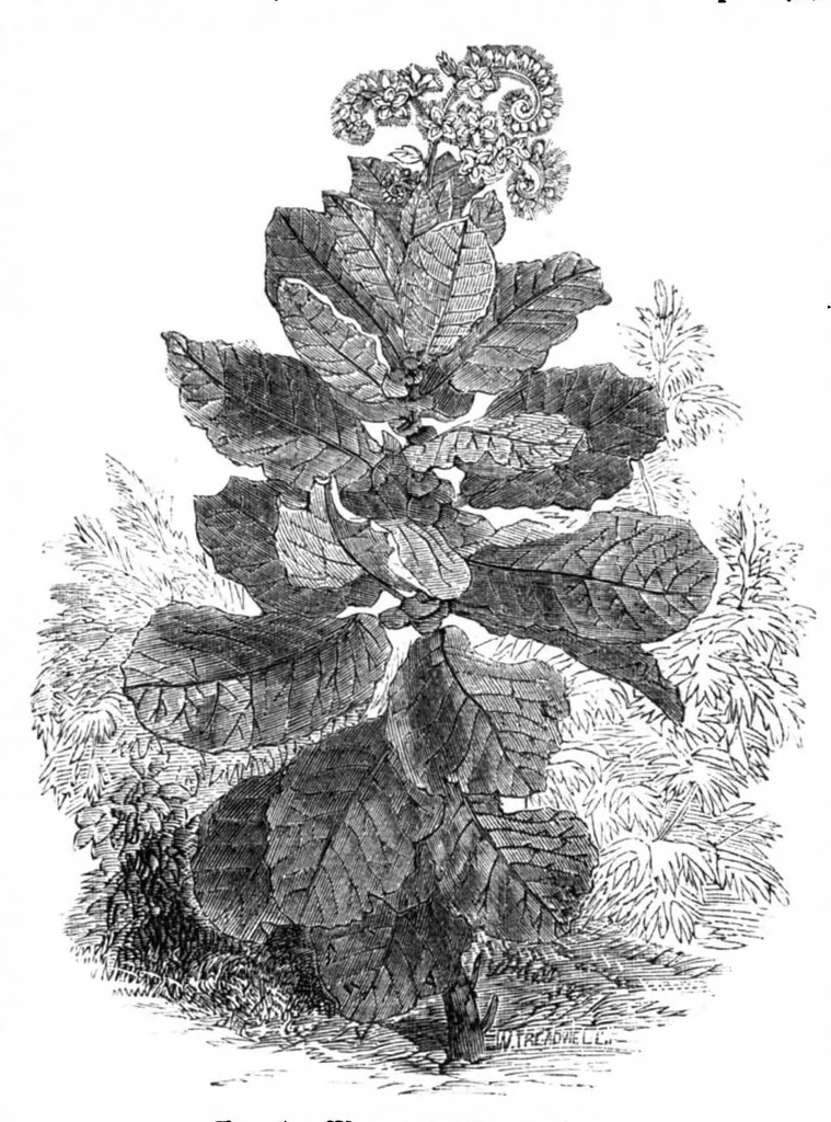 An illustration from Scientific American, Vol. 30, No. 21 (May 1874), 1874, leaf 8