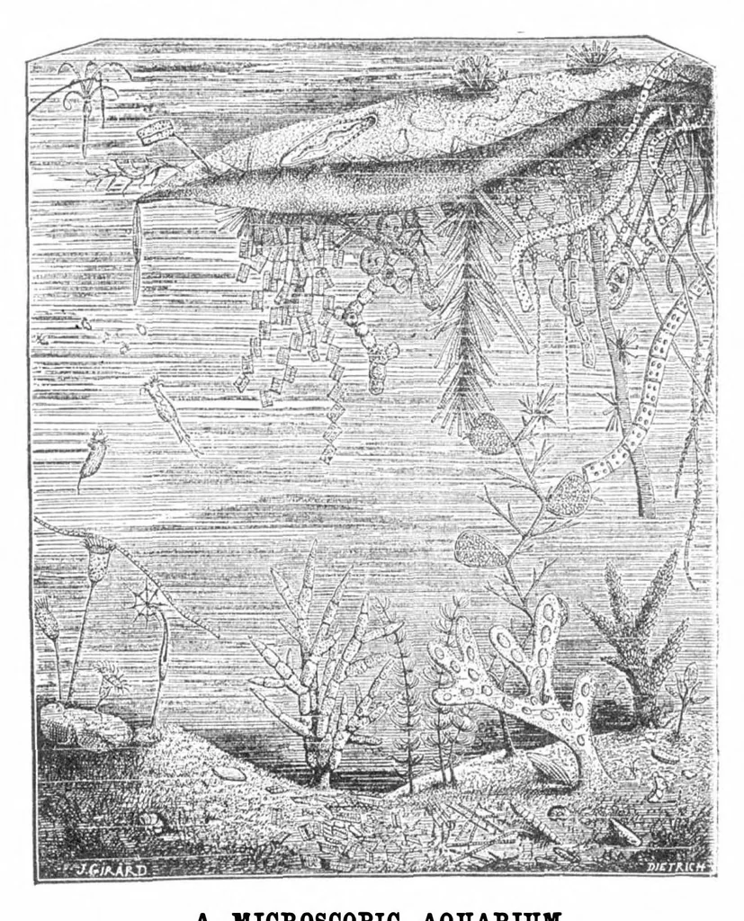 An illustration from Scientific American, Vol. 30, No. 25 (June 1874), 1874, leaf 8
