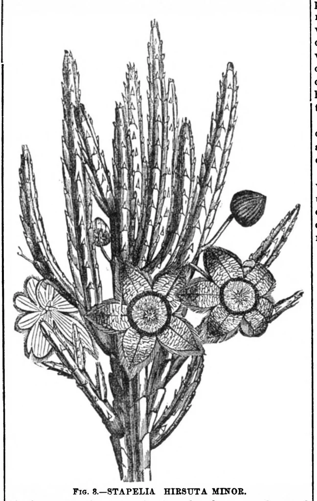 An illustration from Scientific American, Vol. 31, No. 3 (July 1874), 1874, leaf 8