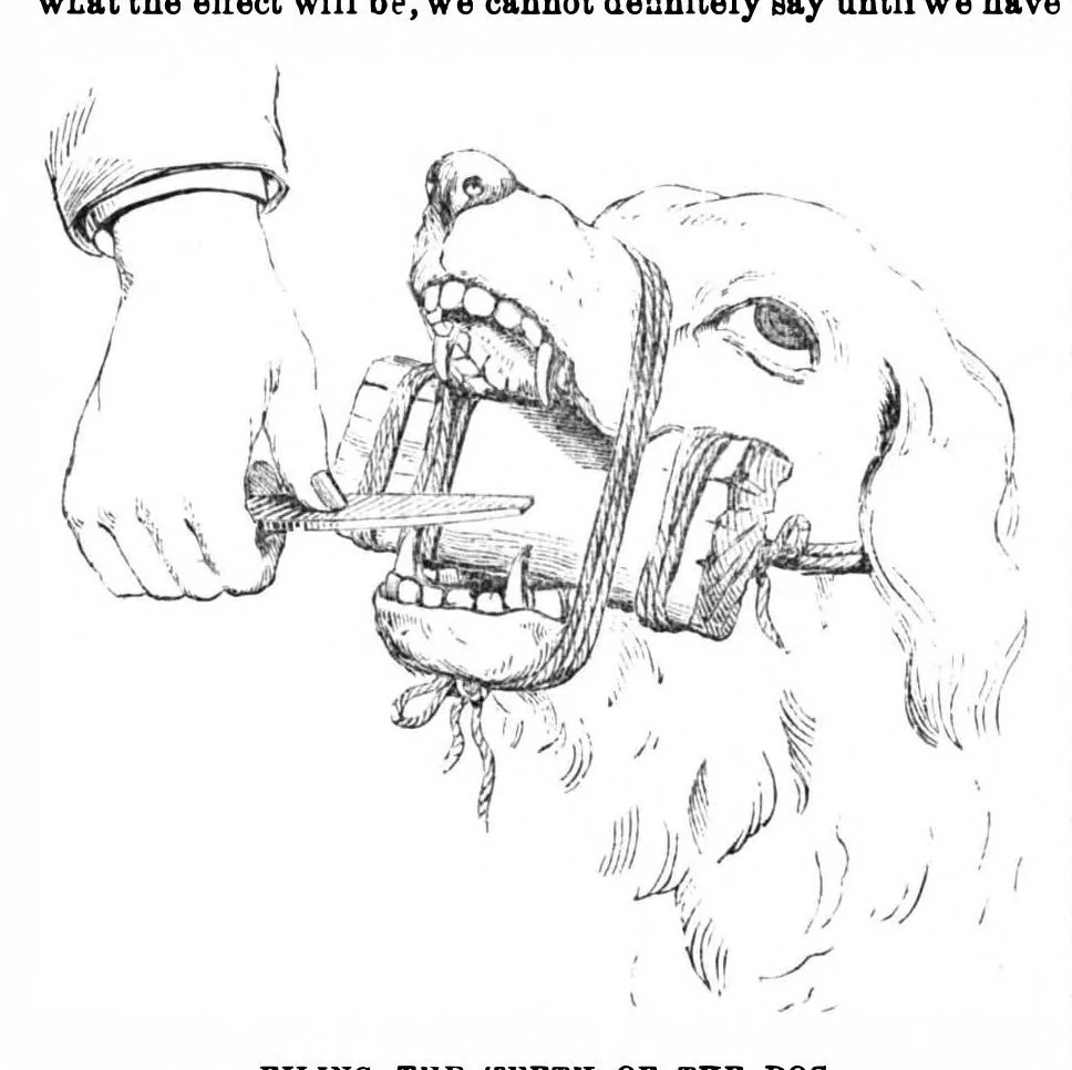 An illustration from Scientific American, Vol. 31, No. 5 (August 1874), 1874, leaf 9