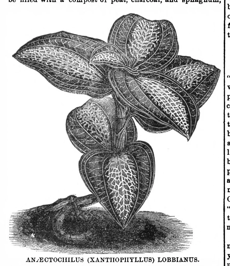 An illustration from Scientific American, Vol. 31, No. 6 (August 1874), 1874, leaf 3