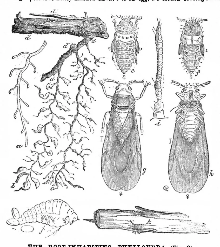 An illustration from Scientific American, Vol. 31, No. 11 (September 1874), 1874, leaf 3