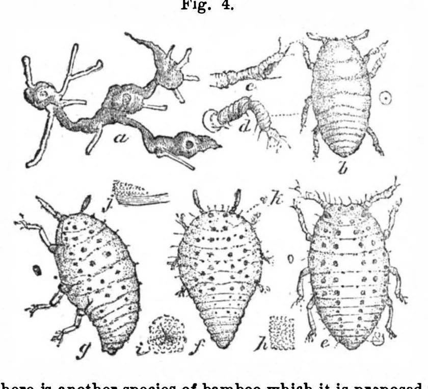 An illustration from Scientific American, Vol. 31, No. 11 (September 1874), 1874, leaf 3