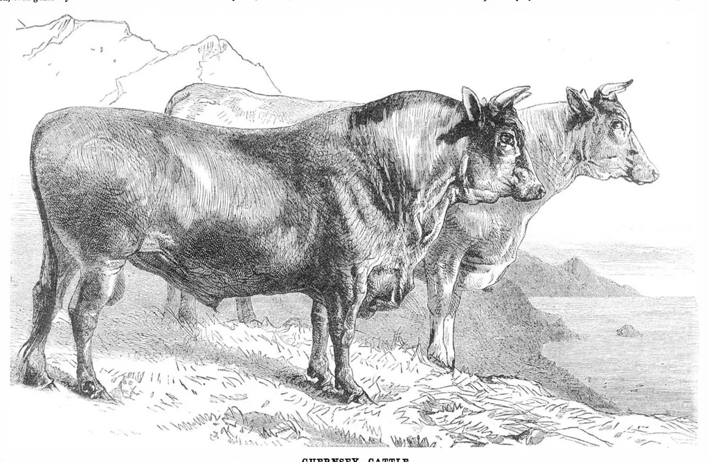 An illustration from Scientific American, Vol. 31, No. 16 (October 1874), 1874, leaf 8