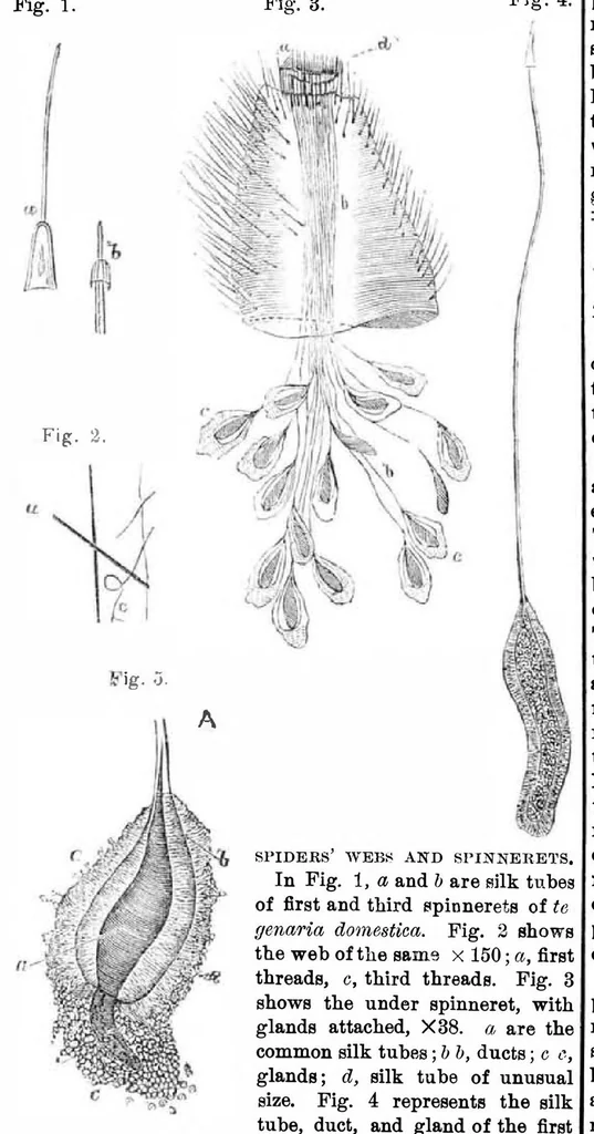 An illustration from Scientific American, Vol. 31, No. 18 (October 1874), 1874, leaf 5