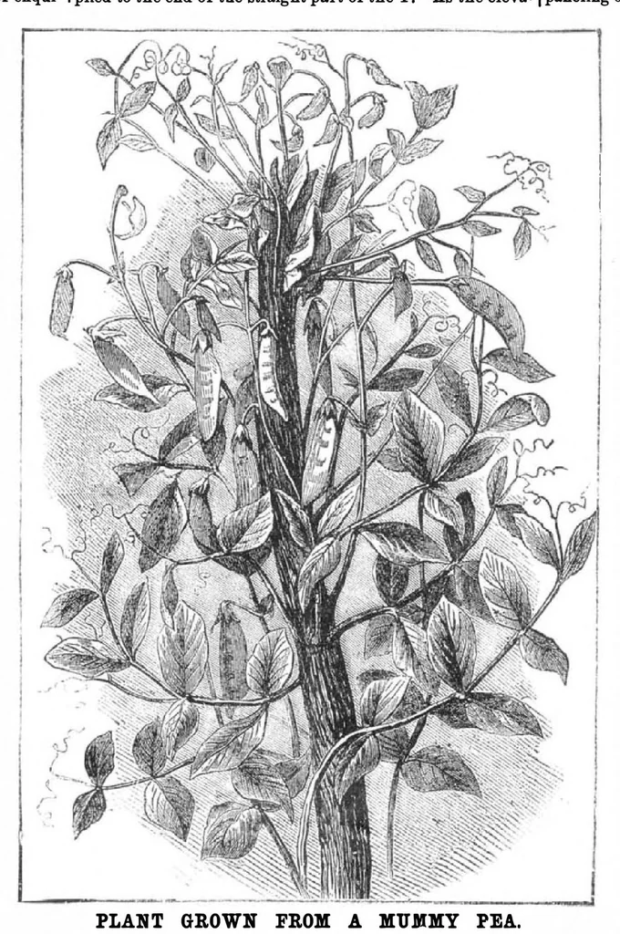An illustration from Scientific American, Vol. 31, No. 19 (November 1874), 1874, leaf 3