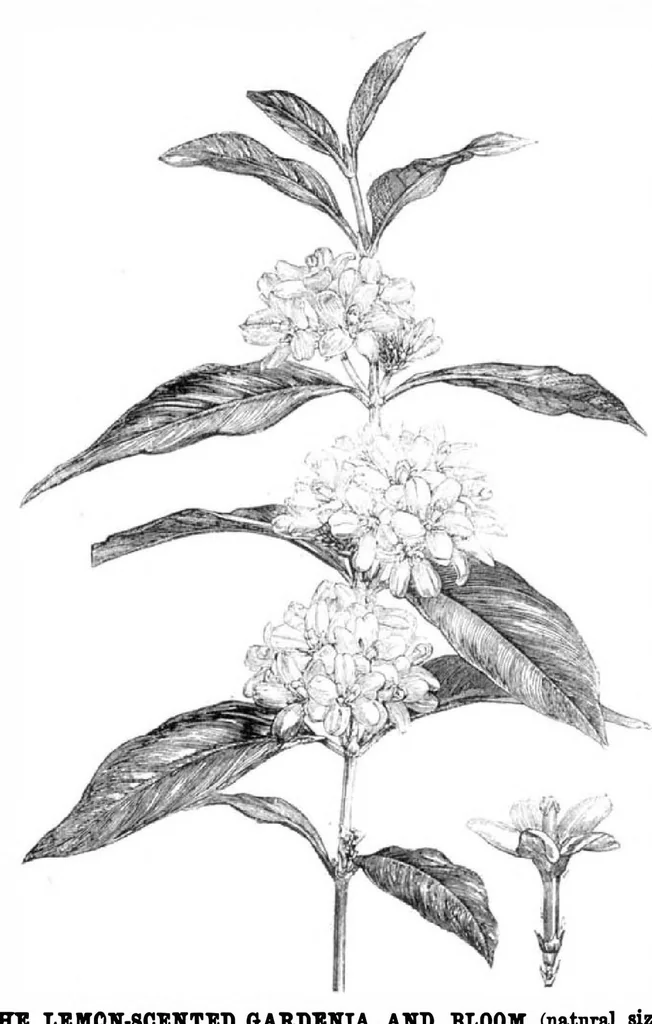 An illustration from Scientific American, Vol. 31, No. 23 (December 1874), 1874, leaf 8