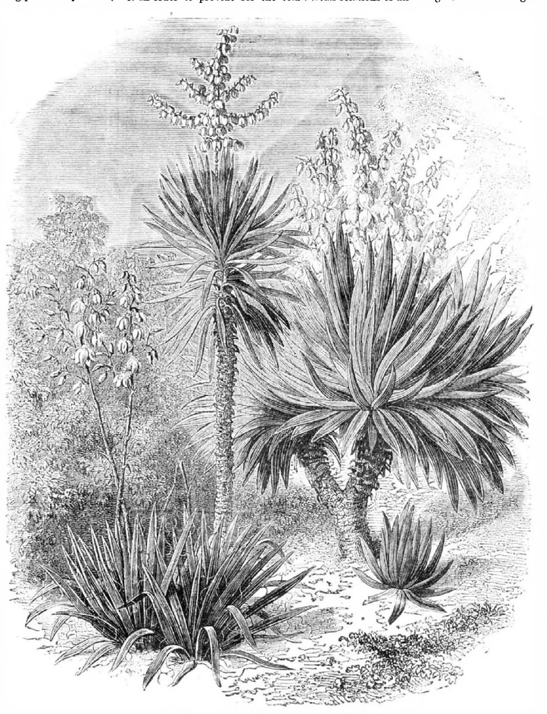 An illustration from Scientific American, Vol. 31, No. 25 (December 1874), 1874, leaf 8