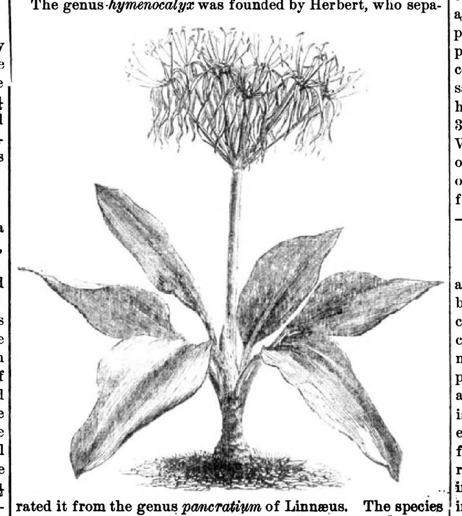 An illustration from Scientific American, Vol. 31, No. 25 (December 1874), 1874, leaf 8