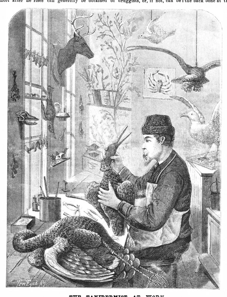 An illustration from Scientific American, Vol. 32, No. 11 (March 1875), 1875, leaf 0