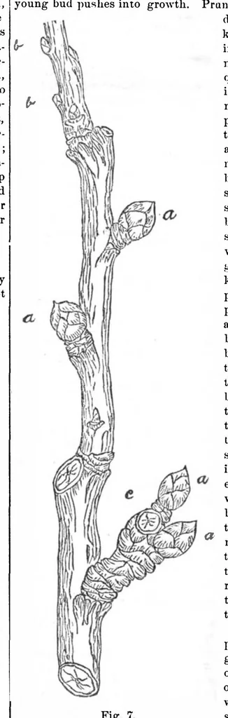 An illustration from Scientific American, Vol. 32, No. 11 (March 1875), 1875, leaf 3