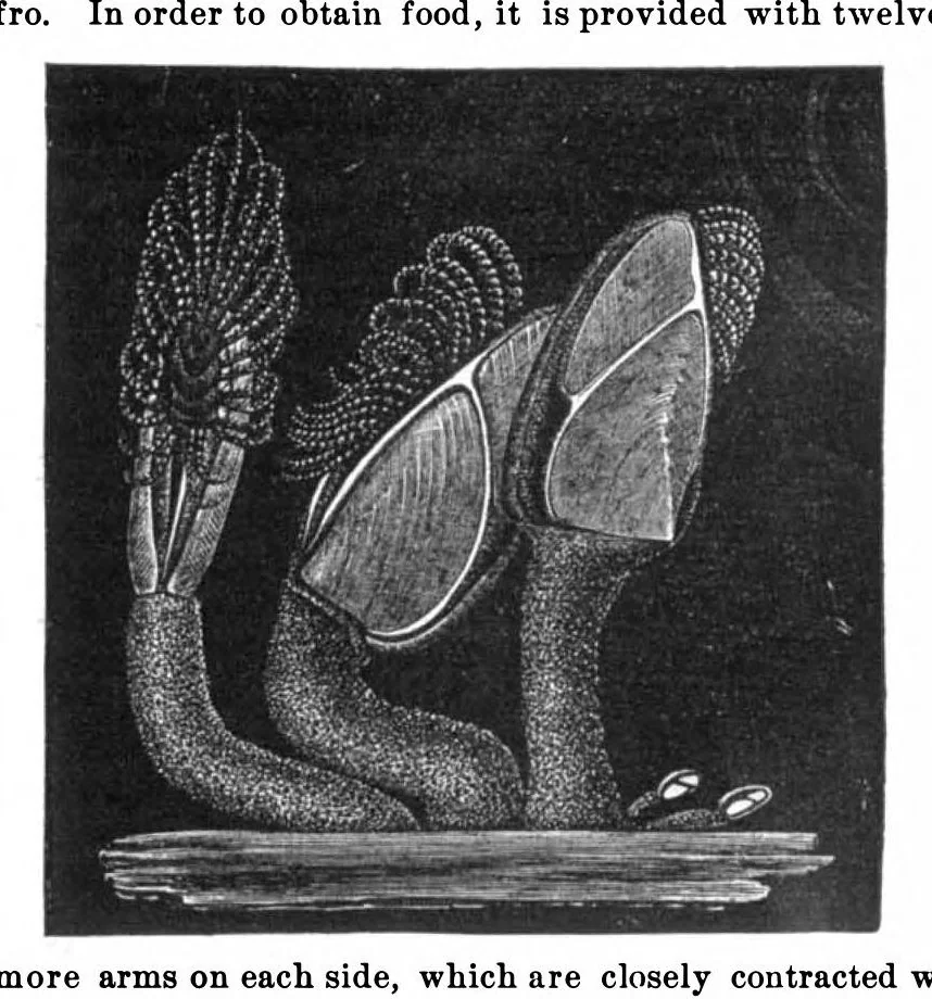 An illustration from Scientific American, Vol. 32, No. 17 (April 1875), 1875, leaf 4