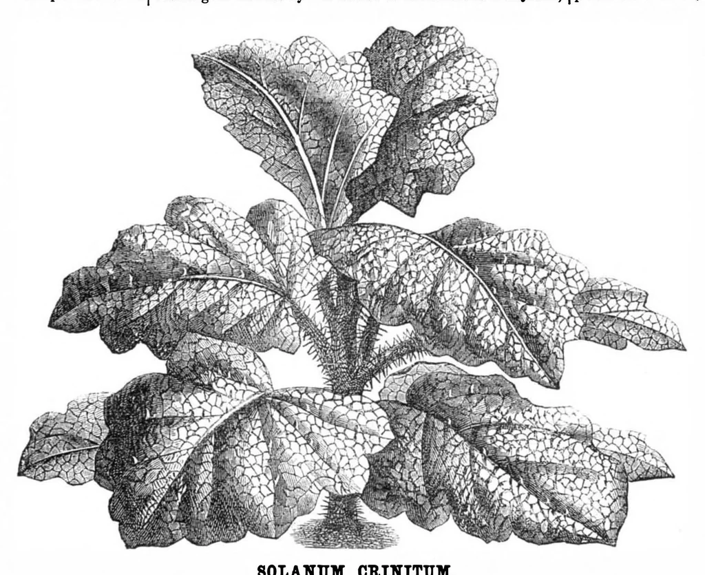 An illustration from Scientific American, Vol. 32, No. 18 (May 1875), 1875, leaf 8