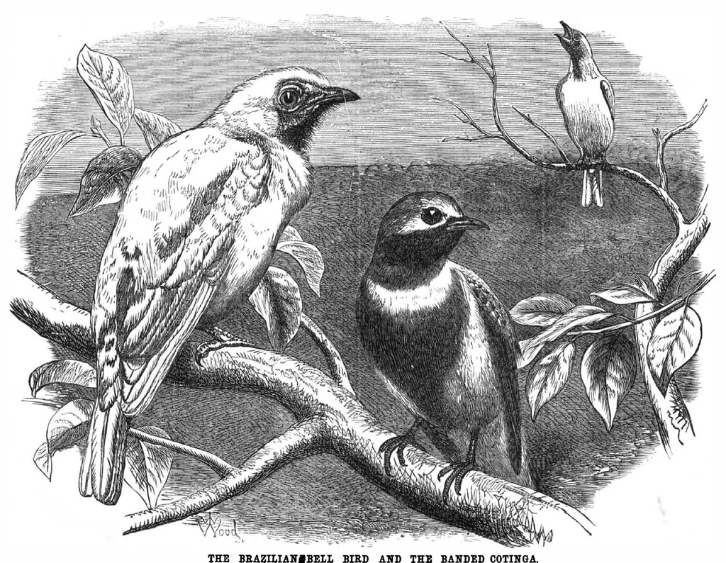 An illustration from Scientific American, Vol. 32, No. 24 (June 1875), 1875, leaf 8