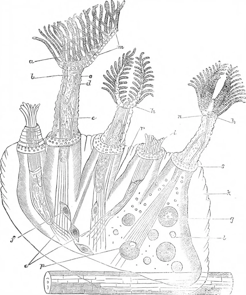 An illustration from Scientific American, Vol. 33, No. 1 (July 1875), 1875, leaf 4