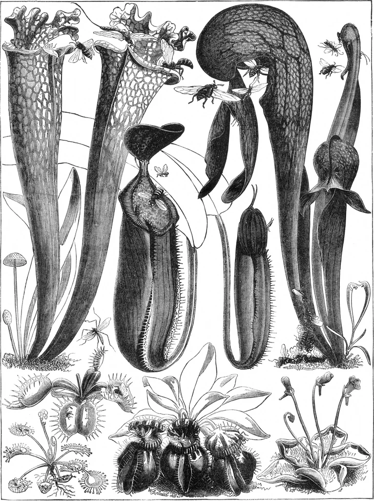An illustration from Scientific American, Vol. 33, No. 1 (July 1875), 1875, leaf 7