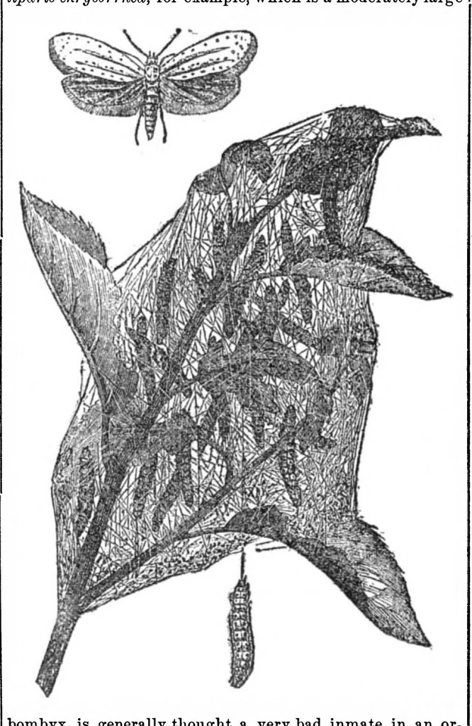 An illustration from Scientific American, Vol. 33, No. 9 (August 1875), 1875, leaf 8