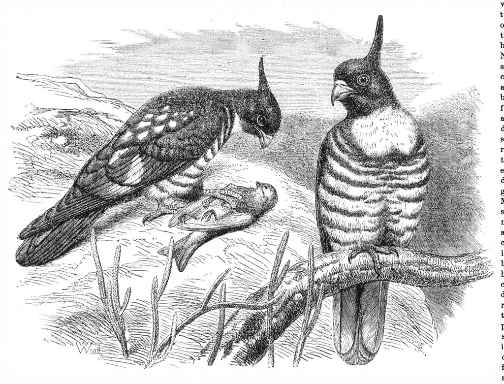 An illustration from Scientific American, Vol. 33, No. 15 (October 1875), 1875, leaf 8