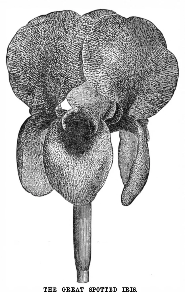 An illustration from Scientific American, Vol. 33, No. 16 (October 1875), 1875, leaf 8