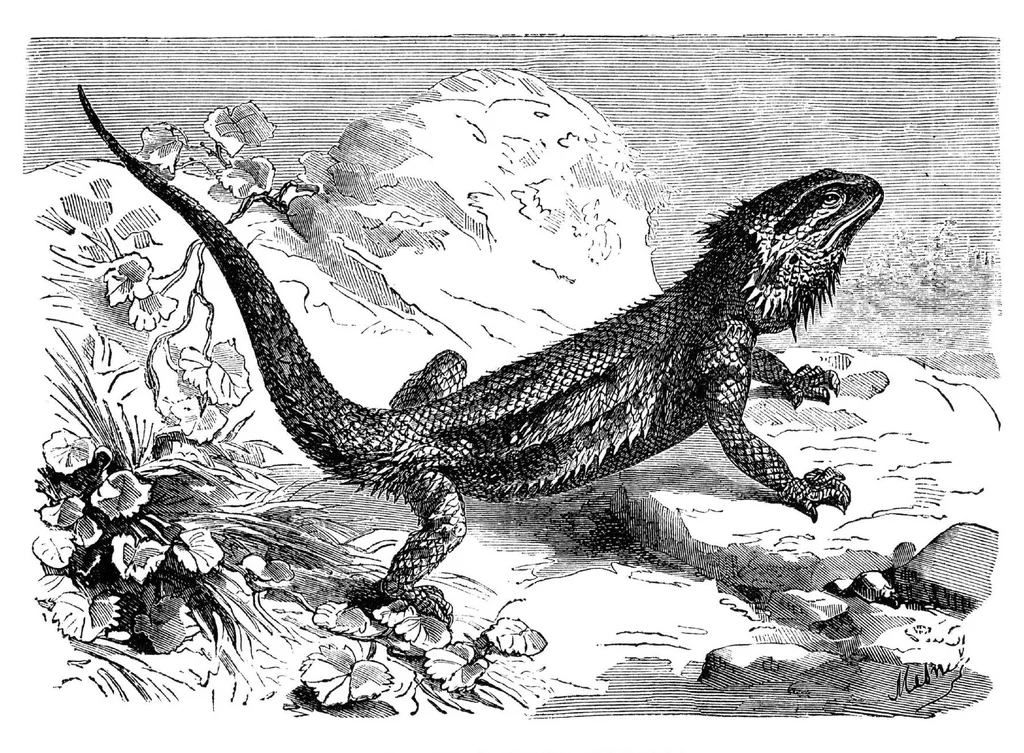 An illustration from Scientific American, Vol. 33, No. 19 (November 1875), 1875, leaf 8