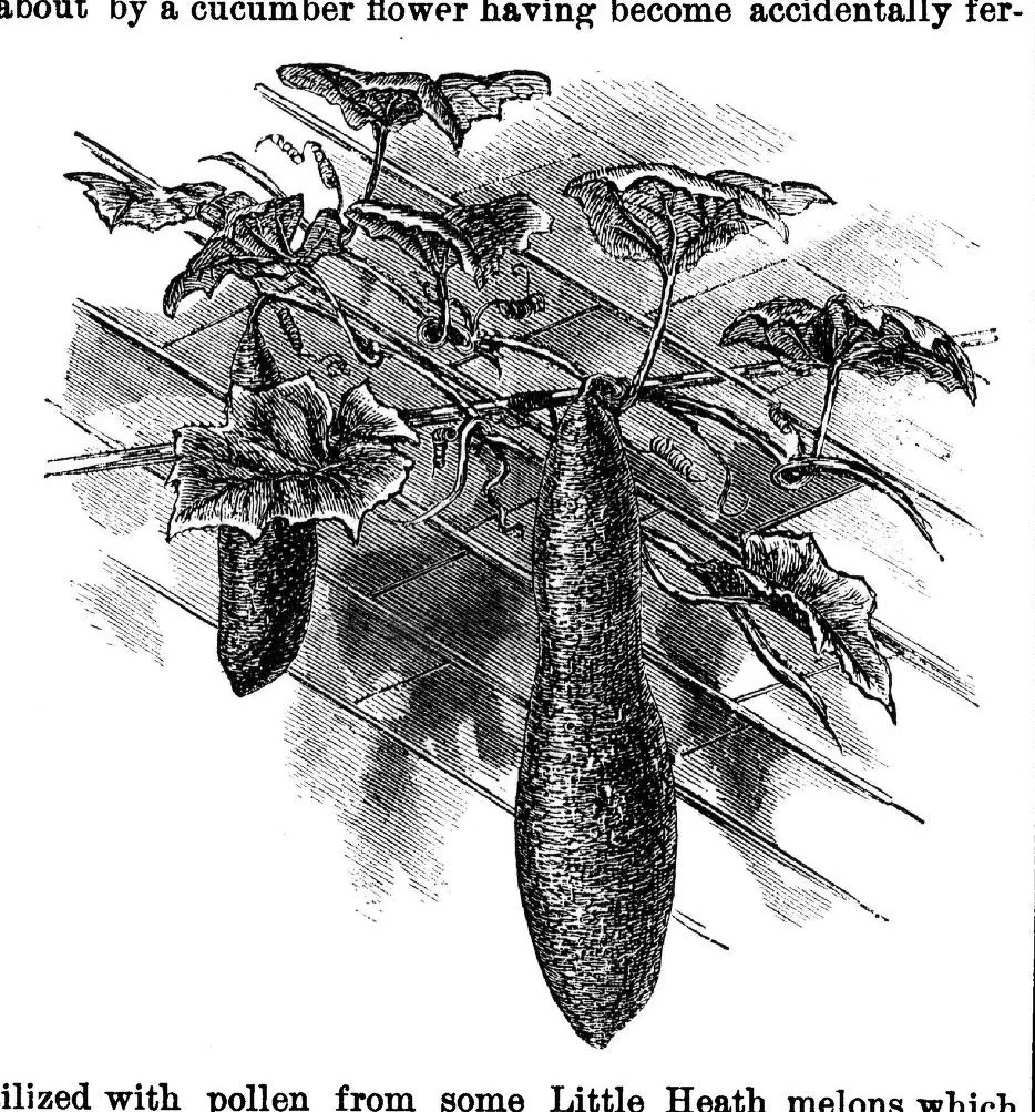 An illustration from Scientific American, Vol. 33, No. 20 (November 1875), 1875, leaf 8