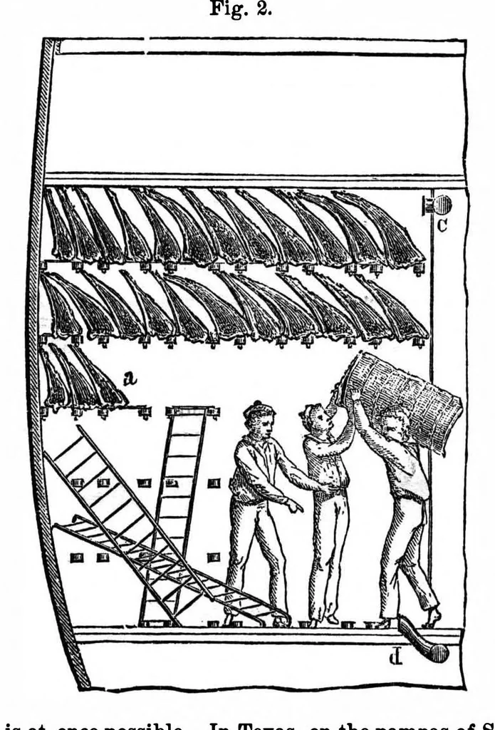 An illustration from Scientific American, Vol. 33, No. 21 (November 1875), 1875, leaf 3