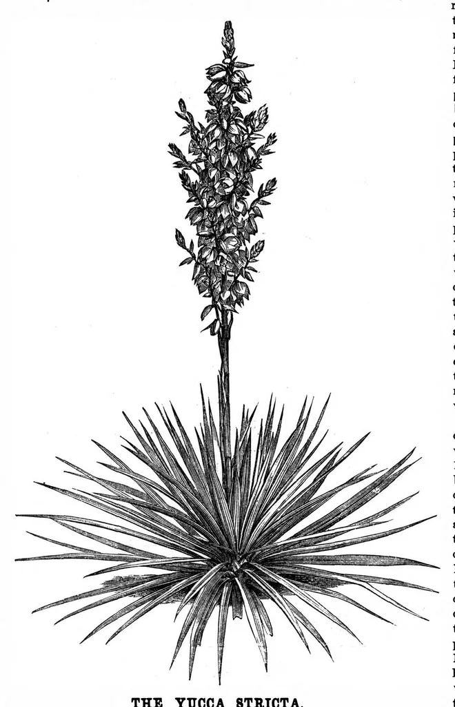 An illustration from Scientific American, Vol. 33, No. 21 (November 1875), 1875, leaf 8