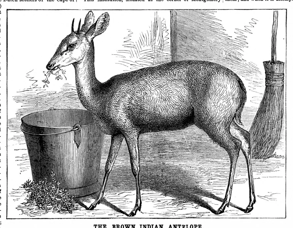 An illustration from Scientific American, Vol. 33, No. 22 (November 1875), 1875, leaf 8